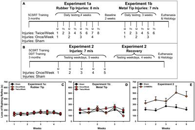 Repeat Closed-Head Injury in Male Rats Impairs Attention but Causes Heterogeneous Outcomes in Multiple Measures of Impulsivity and Glial Pathology